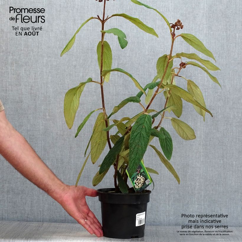 Exemplaar van Viburnum rhytidophyllum - Sneeuwbal Pot van 2 l/3 l zoals geleverd in de zomer