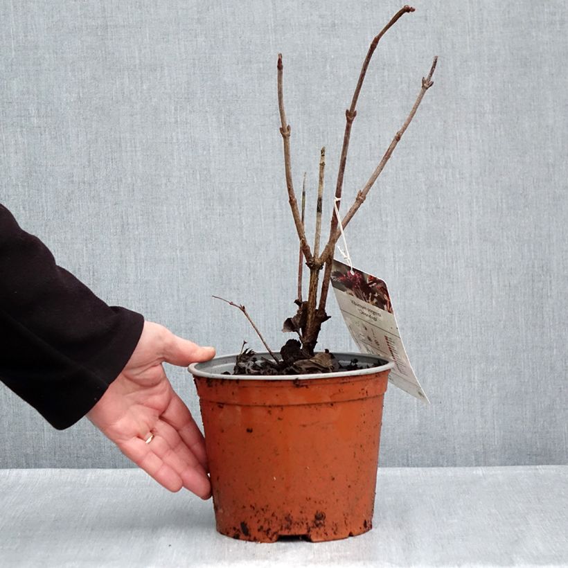 Exemplaar van Viburnum sargentii Onondaga - Sneeuwbal Pot van 2 l/3 l zoals geleverd in de herfst