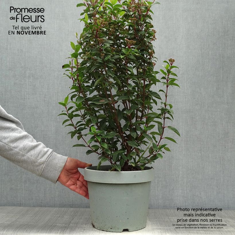 Exemplaar van Viburnum tinus Eve Price - Lauriersneeuwbal Pot van 7,5 l/10 l zoals geleverd in de herfst