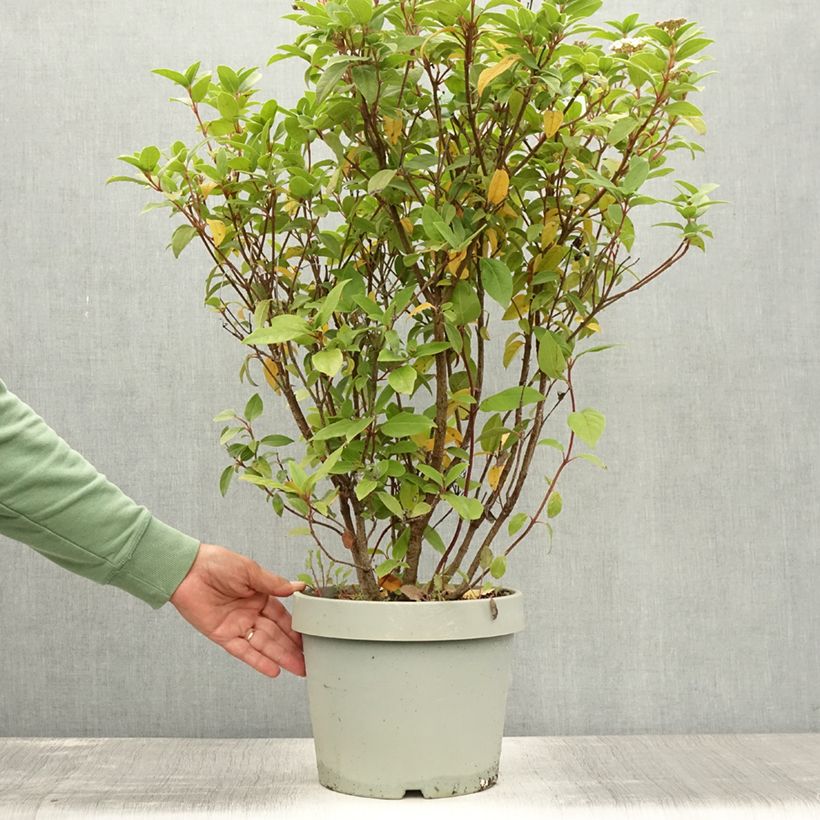 Exemplaar van Viburnum tinus Eve Price - Lauriersneeuwbal Pot van 7,5 l/10 l zoals geleverd in de zomer