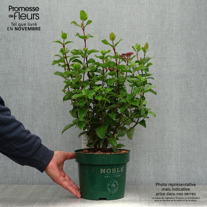 Exemplaar van Viburnum tinus Lisarose - Lauriersneeuwbal Pot van 3 l/4 l zoals geleverd in de herfst