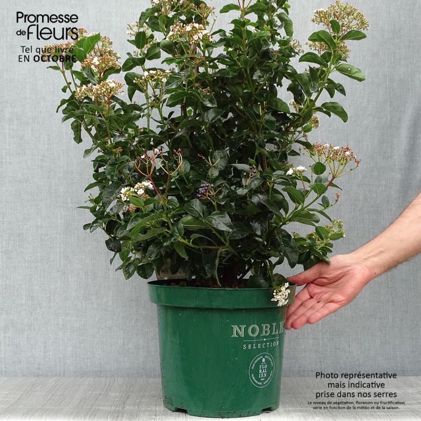 Exemplaar van Viburnum tinus Lisarose - Lauriersneeuwbal Pot van 7,5 l/10 l zoals geleverd in de herfst