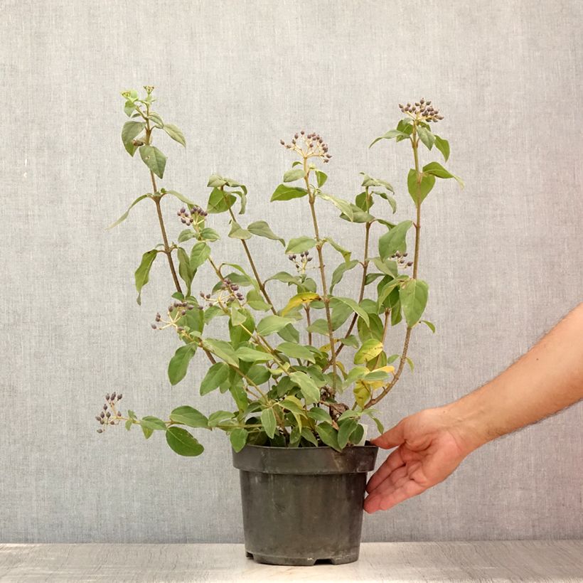 Exemplaar van Viburnum tinus Purpureum - Lauriersneeuwbal Pot van 2 l/3 l zoals geleverd in de zomer