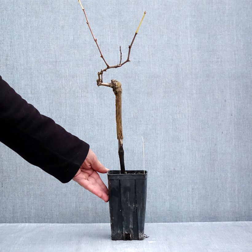 Exemplaar van Druif Albarossa Pot van 1,5 l/2 l zoals geleverd in de herfst