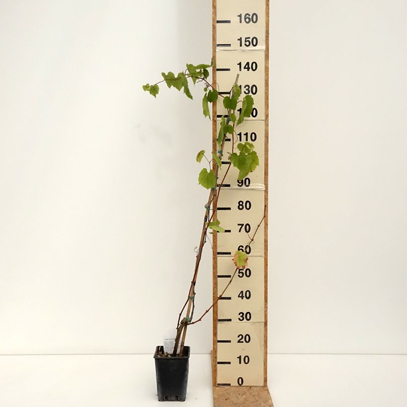Exemplaar van Druif Alphonse Lavallée Pot van 3 l/4 l zoals geleverd in de zomer