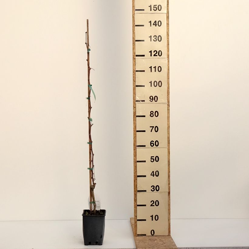 Exemplaar van Vigne Alphonse Lavallée - Vitis vinifera  Pot de 3L/4L zoals geleverd in de winter