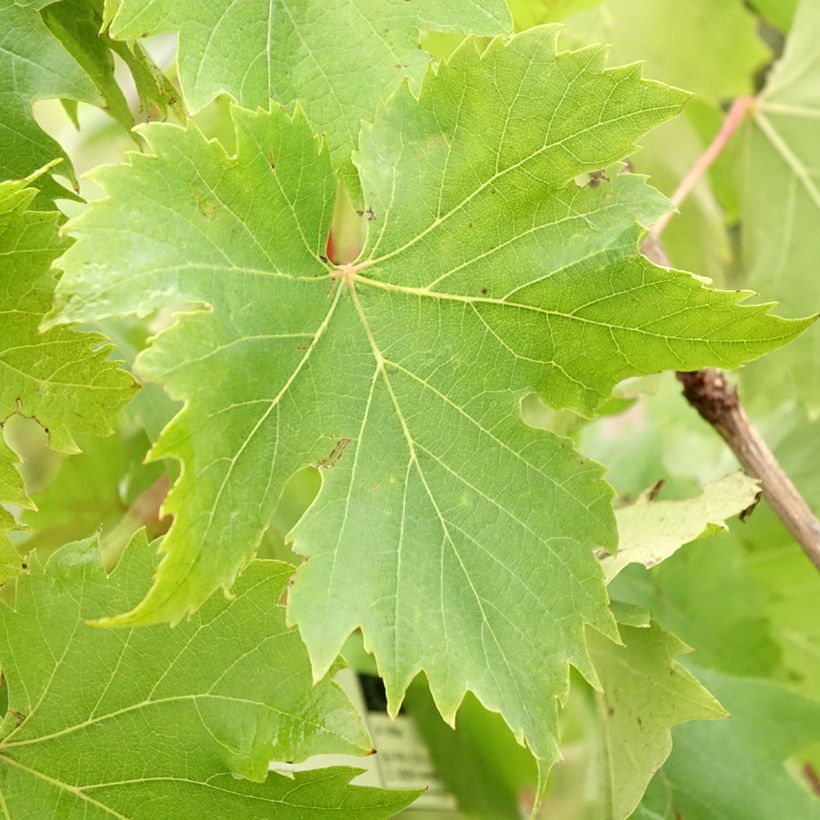 Druif Ampelia Aladin (Blad)