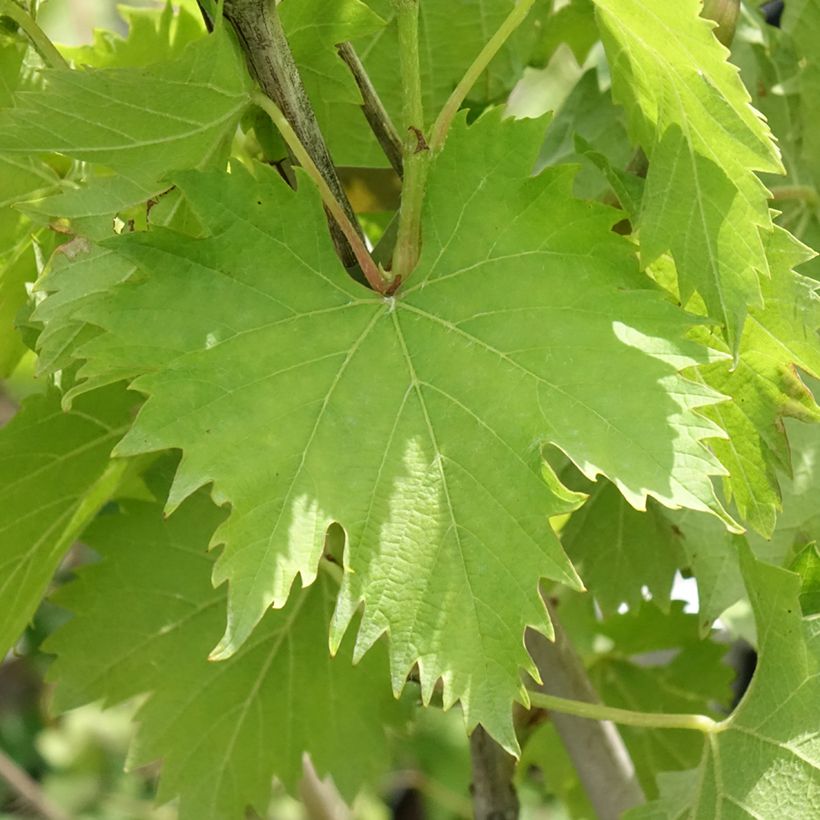 Druif Amandin (Blad)