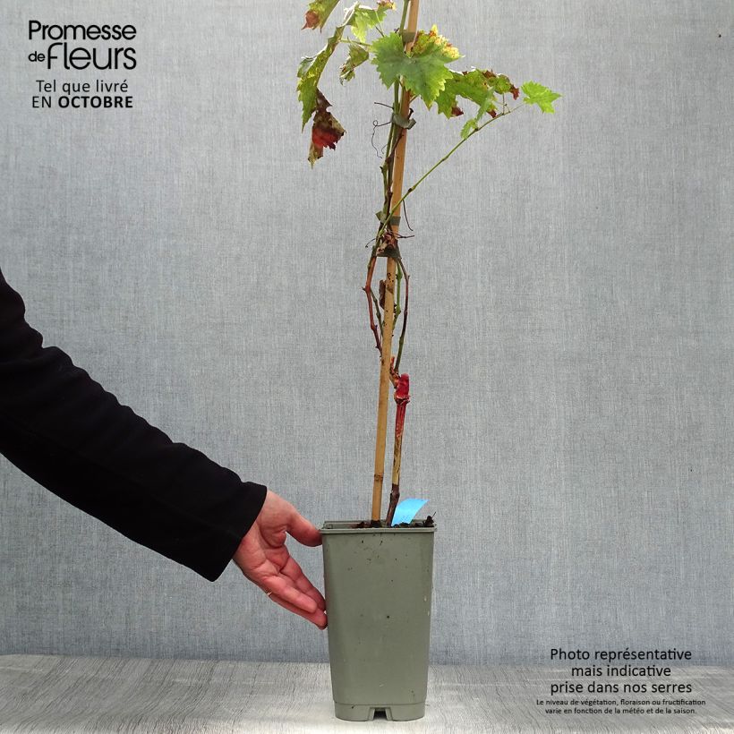 Exemplaar van Druif Ampelia Candin Pot van 1,5 l/2 l zoals geleverd in de herfst