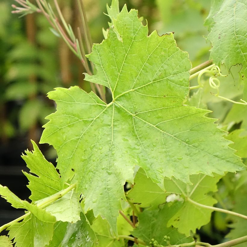 Druif Ampelia Candin (Blad)