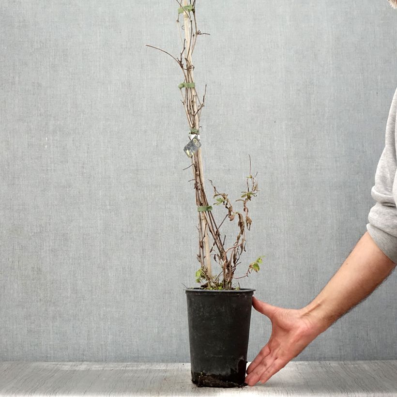 Exemplaar van Vigne Amurensis - Vigne du fleuve Amour Pot de 3L/4L zoals geleverd in de herfst