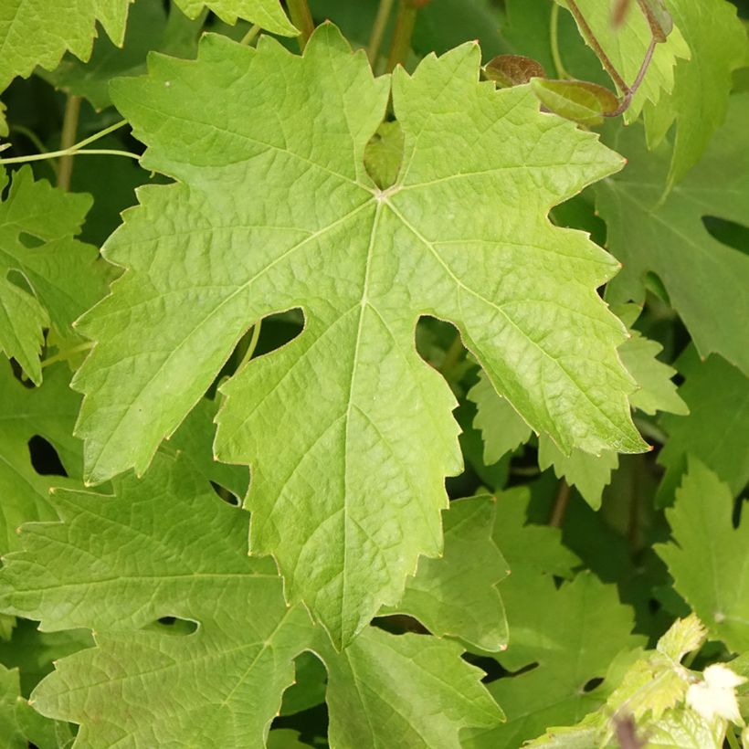 Druif Barbera (Blad)