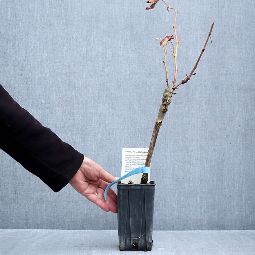 Exemplaar van Druif Barbera Pot van 1,5 l/2 l zoals geleverd in de herfst