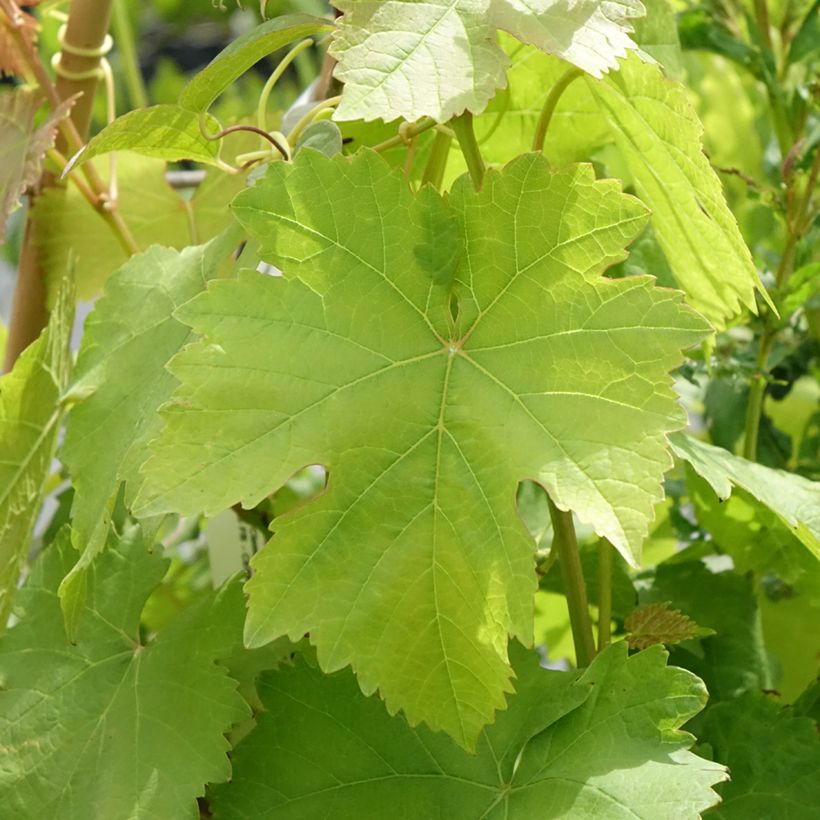 Witte druif Bianca (Blad)
