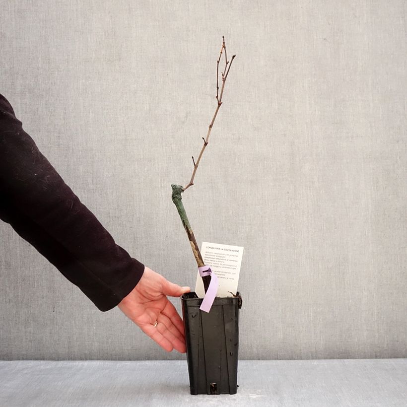 Exemplaar van Druif Bonarda Pot van 1,5 l/2 l zoals geleverd in de winter