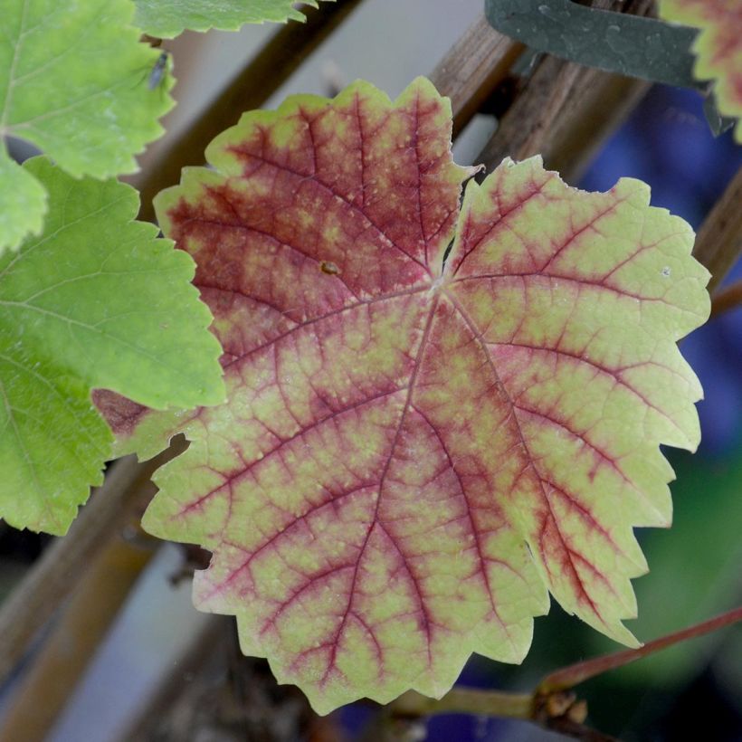 Vitis Boskoop Glory - Wijnstok (Blad)