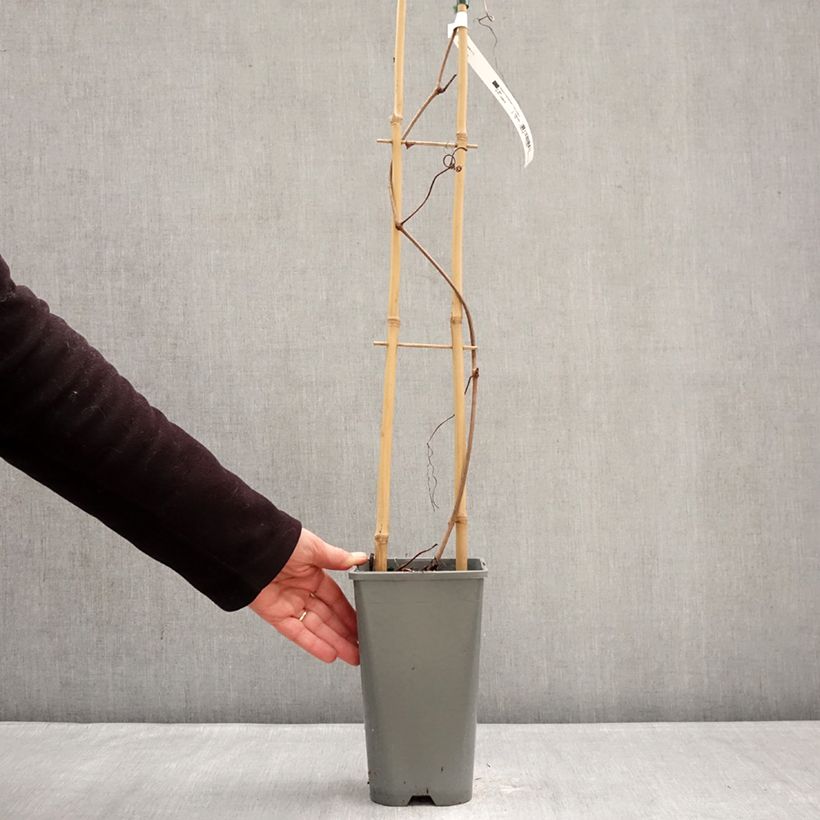 Exemplaar van Druif Brant Pot van 2 l/3 l zoals geleverd in de winter