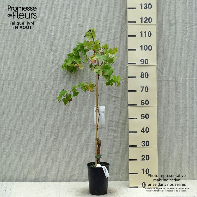 Exemplaar van Druif Cabernet Sauvignon Pot van 1 l/1,5 l zoals geleverd in de zomer