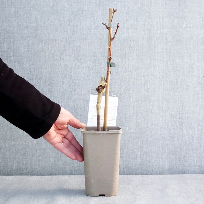 Exemplaar van Vigne Chasselat Cioutat Pot de 1,5L/2L zoals geleverd in de winter