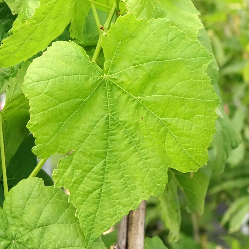 Druif Citrina (Blad)