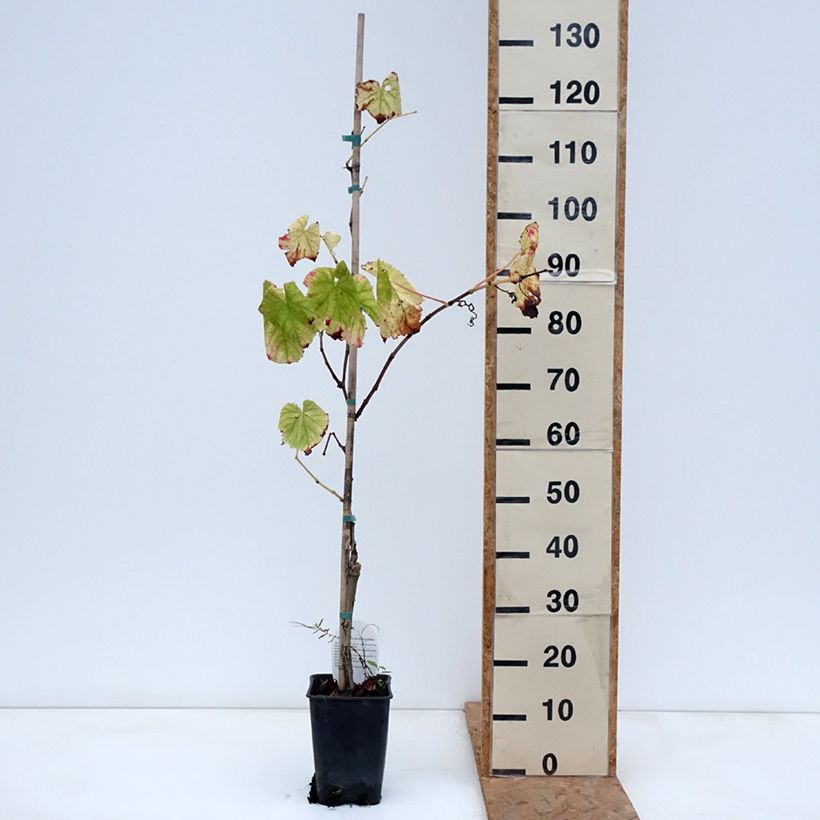 Exemplaar van Druif Citrina Pot van 1,5 l/2 l zoals geleverd in de herfst