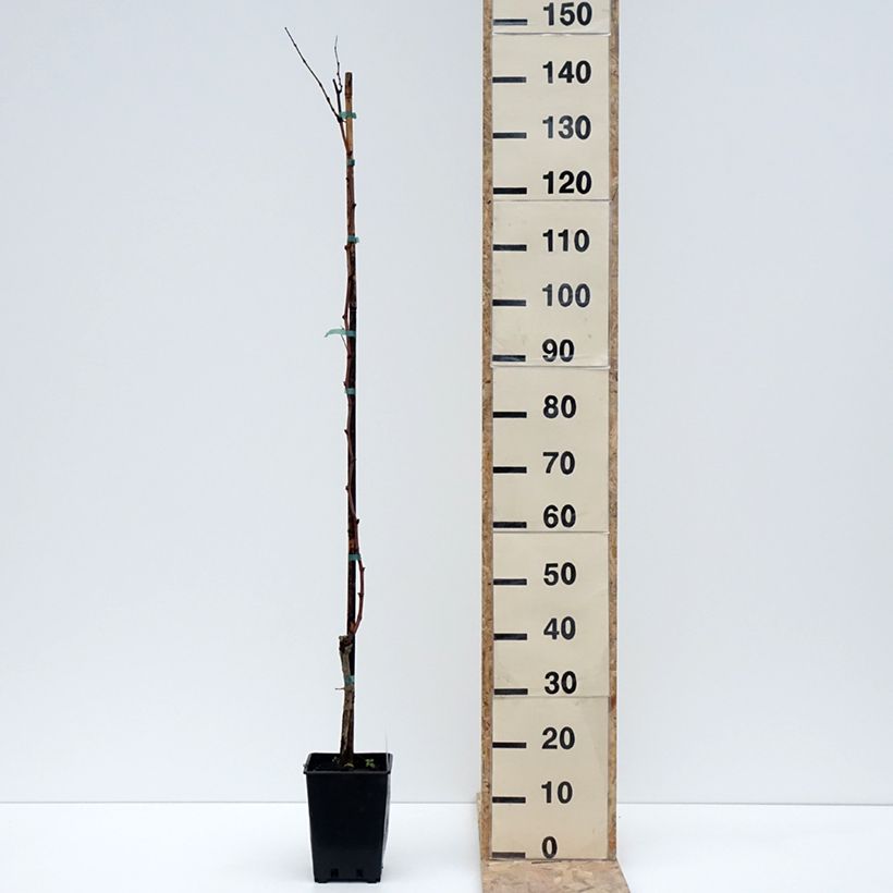 Exemplaar van Vigne Citrina - Vitis vinifera Pot de 1,5L/2L zoals geleverd in de winter