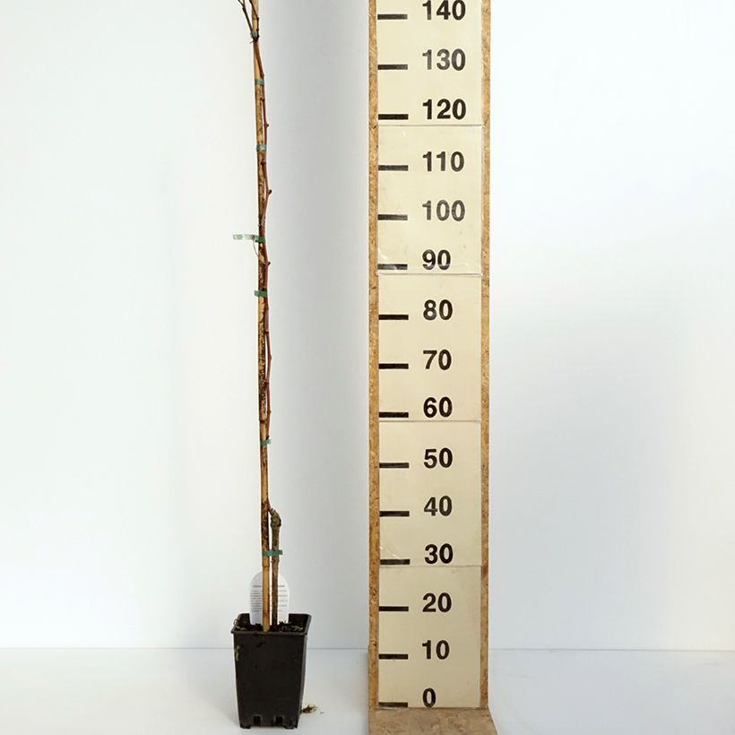 Exemplaar van Druif Citrina Pot van 1,5 l/2 l zoals geleverd in de lente