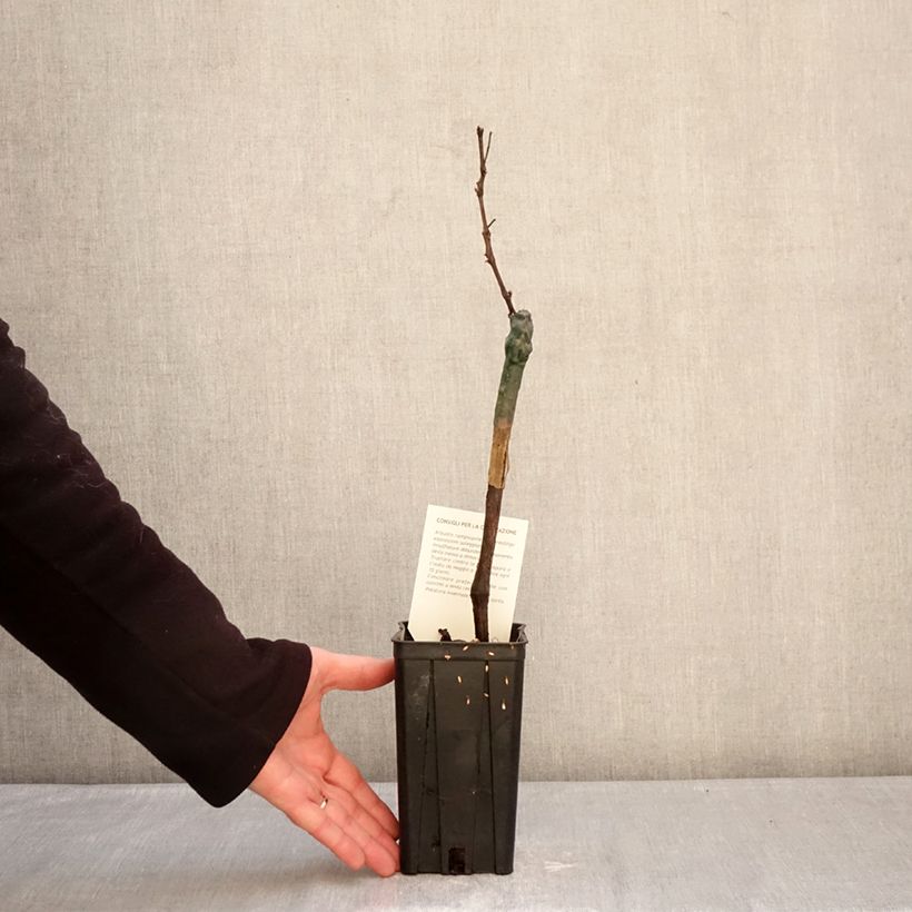 Exemplaar van Druif Croatina Pot van 1,5 l/2 l zoals geleverd in de winter