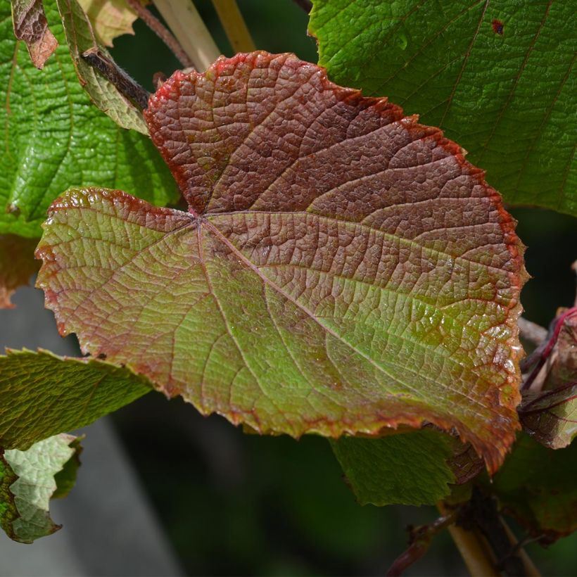 Vitis coignetiae - Japanse wijnstok (Blad)