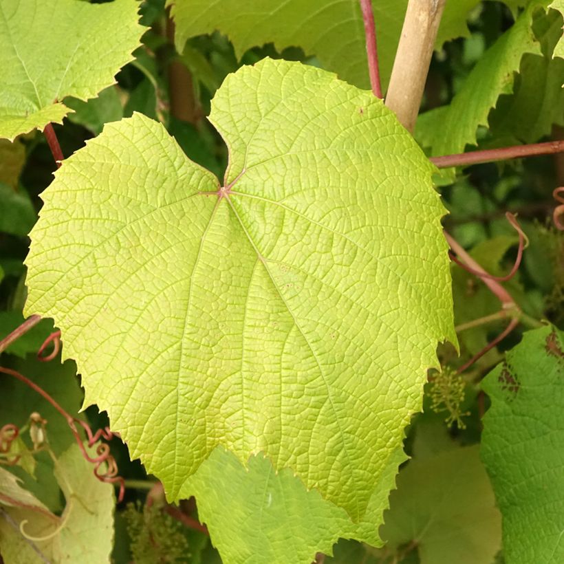 Vitis coignetiae - Japanse wijnstok (Blad)