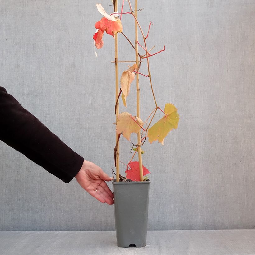 Exemplaar van Vitis coignetiae Sunning Dale - Japanse wijnstok Pot van 3 l/4 l zoals geleverd in de herfst