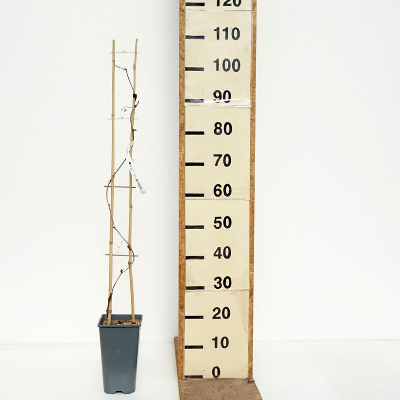 Exemplaar van Vitis coignetiae Sunning Dale - Japanse wijnstok Pot van 3 l/4 l zoals geleverd in de lente