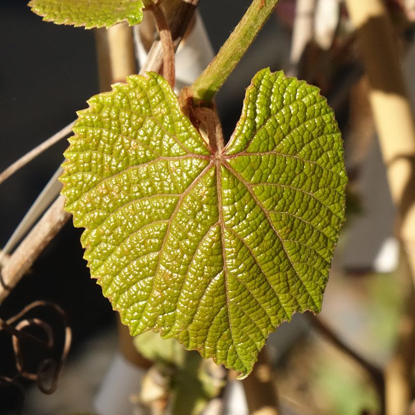 Vitis coignetiae Sunning Dale - Japanse wijnstok (Blad)