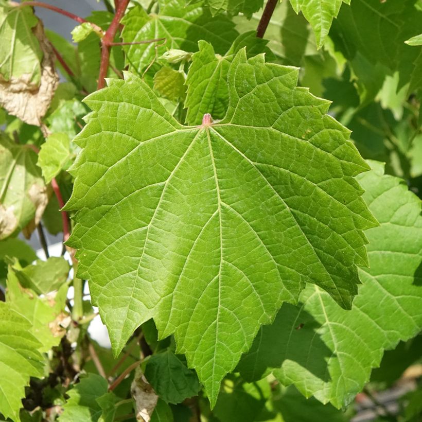 Vitis riparia - Rivier-druif (Blad)