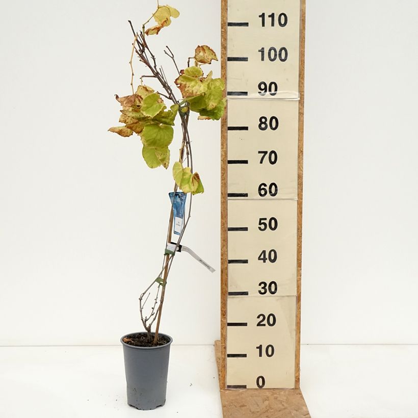 Exemplaar van Vitis riparia - Rivier-druif Pot van 3 l/4 l zoals geleverd in de herfst