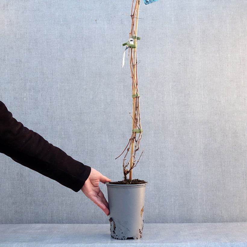 Exemplaar van Vigne d'ornement - Vitis odoratissima (vulpina, riparia) Pot de 3L/4L zoals geleverd in de winter