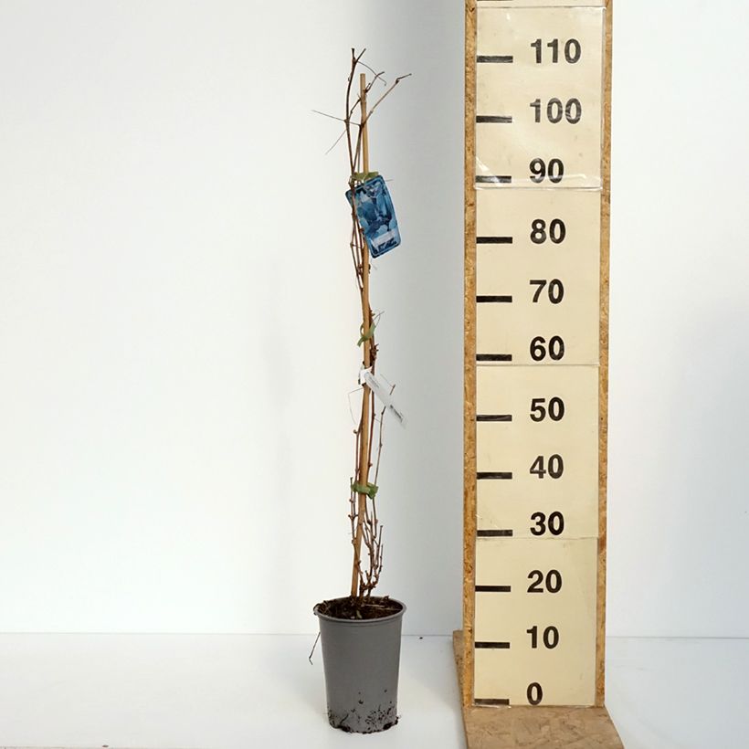 Example of Vitis riparia - Rivier-druif Pot van 3 l/4 l as you get in printemps