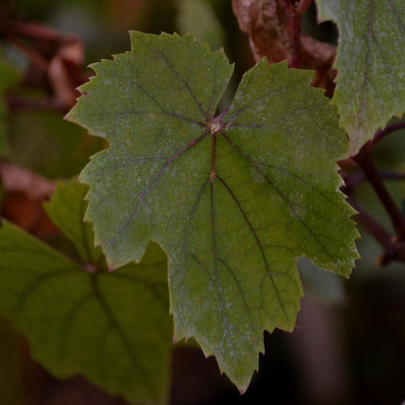 Vitis Purpurea - Wijnstok (Blad)