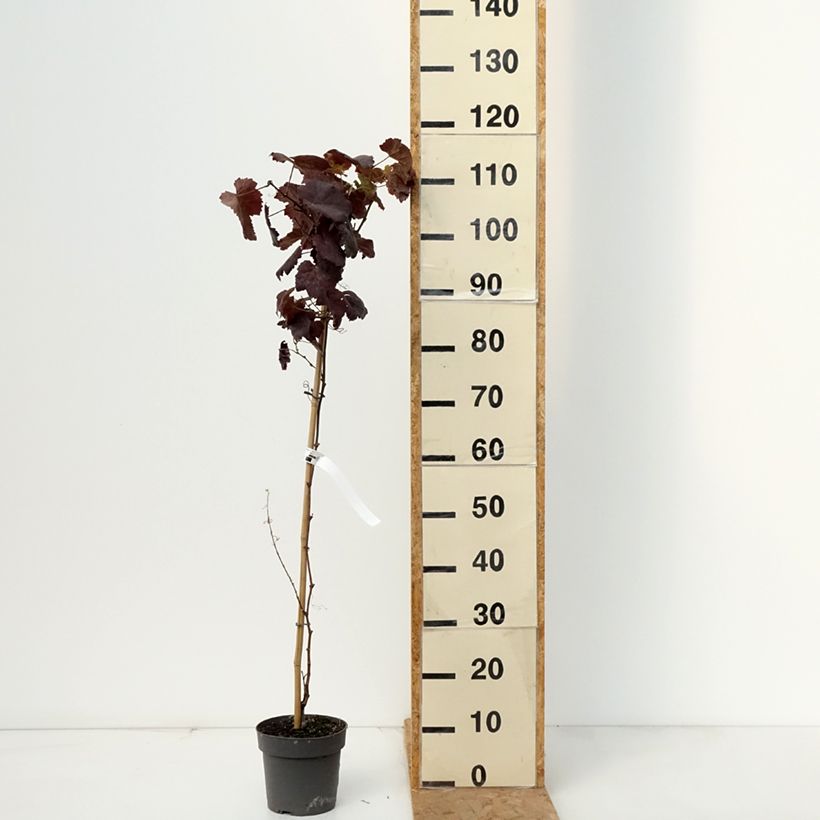 Exemplaar van Vitis Purpurea - Wijnstok Pot van 2 l/3 l zoals geleverd in de herfst