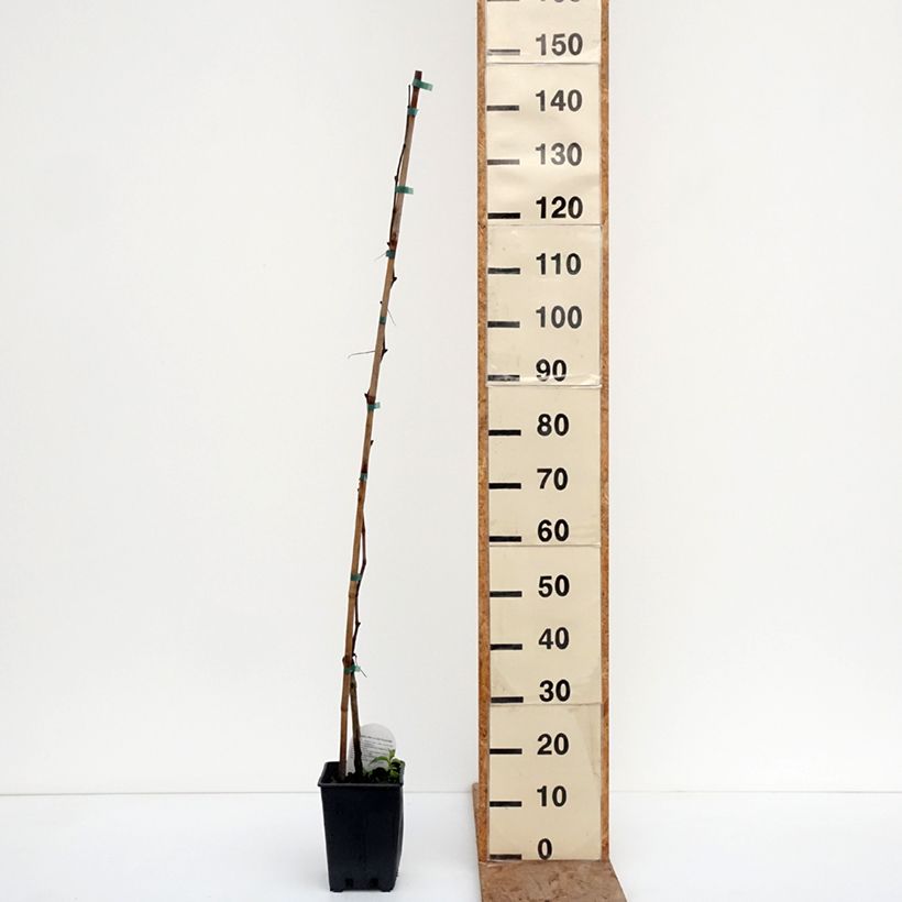 Exemplaar van Tafeldruif Agata Pot van 1,5 l/2 l zoals geleverd in de winter