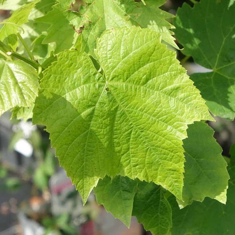 Tafeldruif Ambra (Blad)