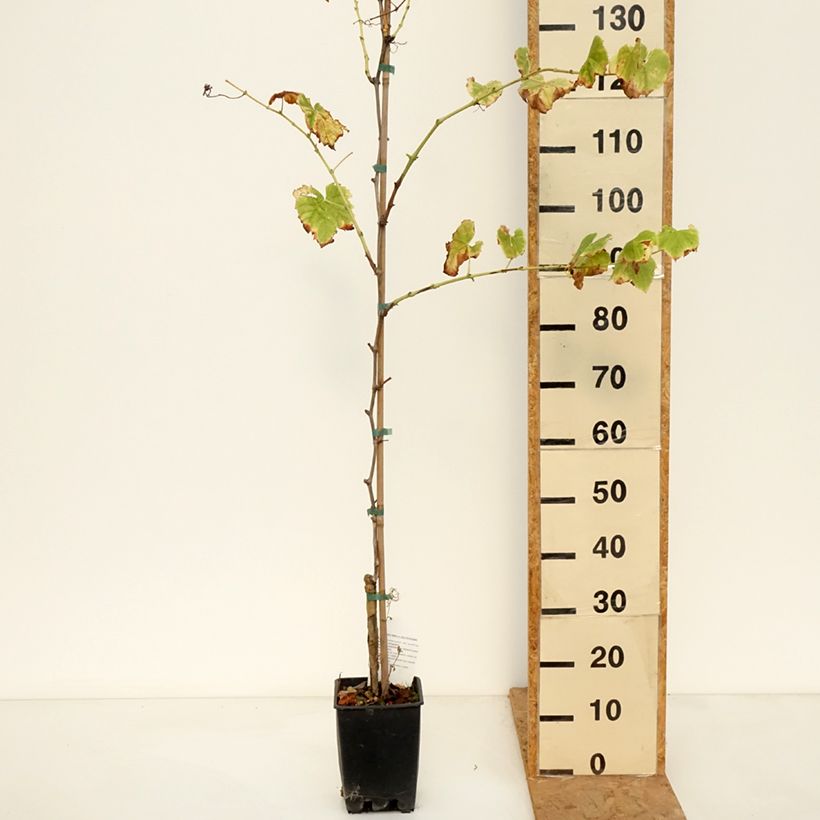Exemplaar van Tafeldruif Ambra Pot van 1,5 l/2 l zoals geleverd in de herfst
