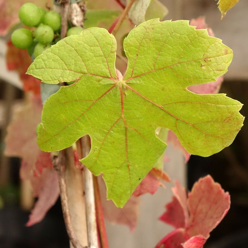 Tafeldruif Attika (Blad)