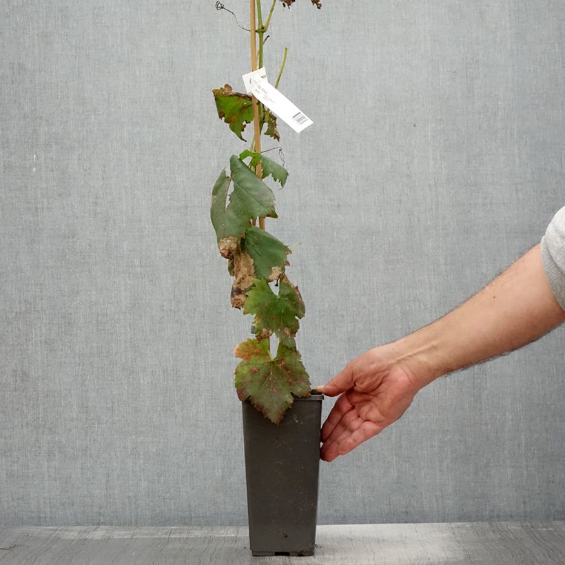 Exemplaar van Tafeldruif Attika Pot van 2 l/3 l zoals geleverd in de herfst