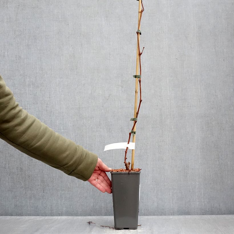 Exemplaar van Tafeldruif Attika Pot van 2 l/3 l zoals geleverd in de winter