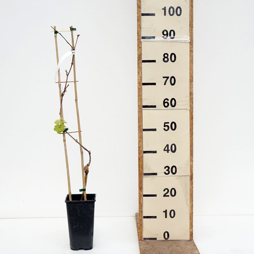 Exemplaar van Tafeldruif Attika Pot van 2 l/3 l zoals geleverd in de lente