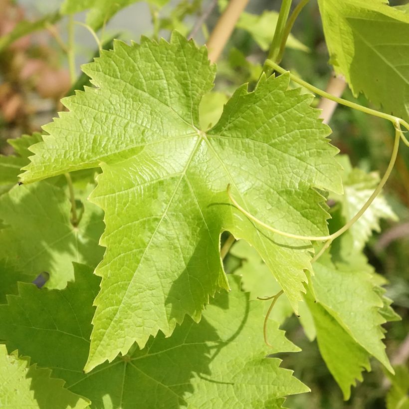 Tafeldruif Autumn Royal pitloos (Blad)