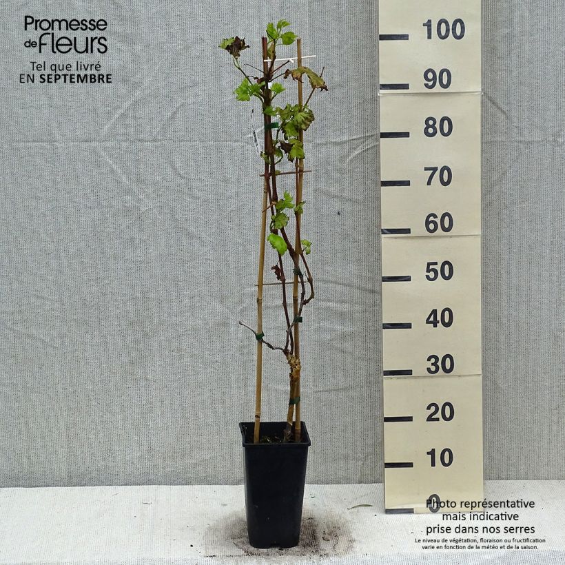 Exemplaar van Vigne de table Autumn Royal - Variété rouge apyrène Pot de 1,5L/2L zoals geleverd in de herfst