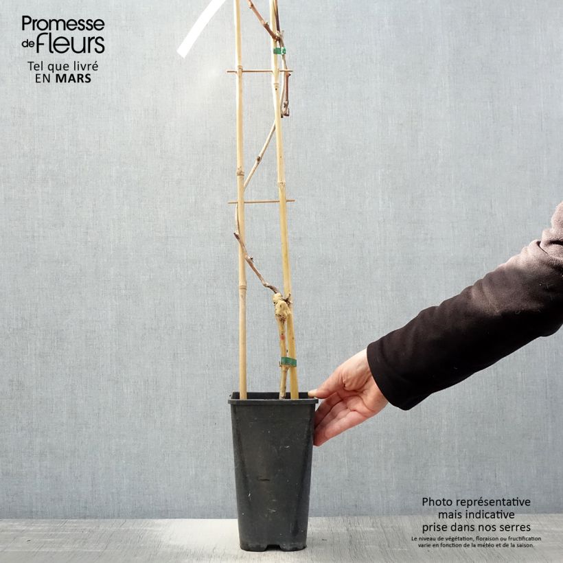 Exemplaar van Tafeldruif Autumn Royal pitloos Pot van 1,5 l/2 l zoals geleverd in de lente