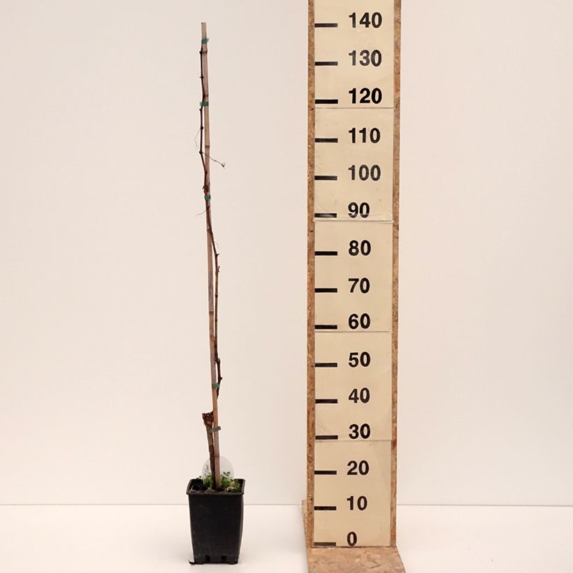 Exemplaar van Tafeldruif Corniola Pot van 1,5 l/2 l zoals geleverd in de winter